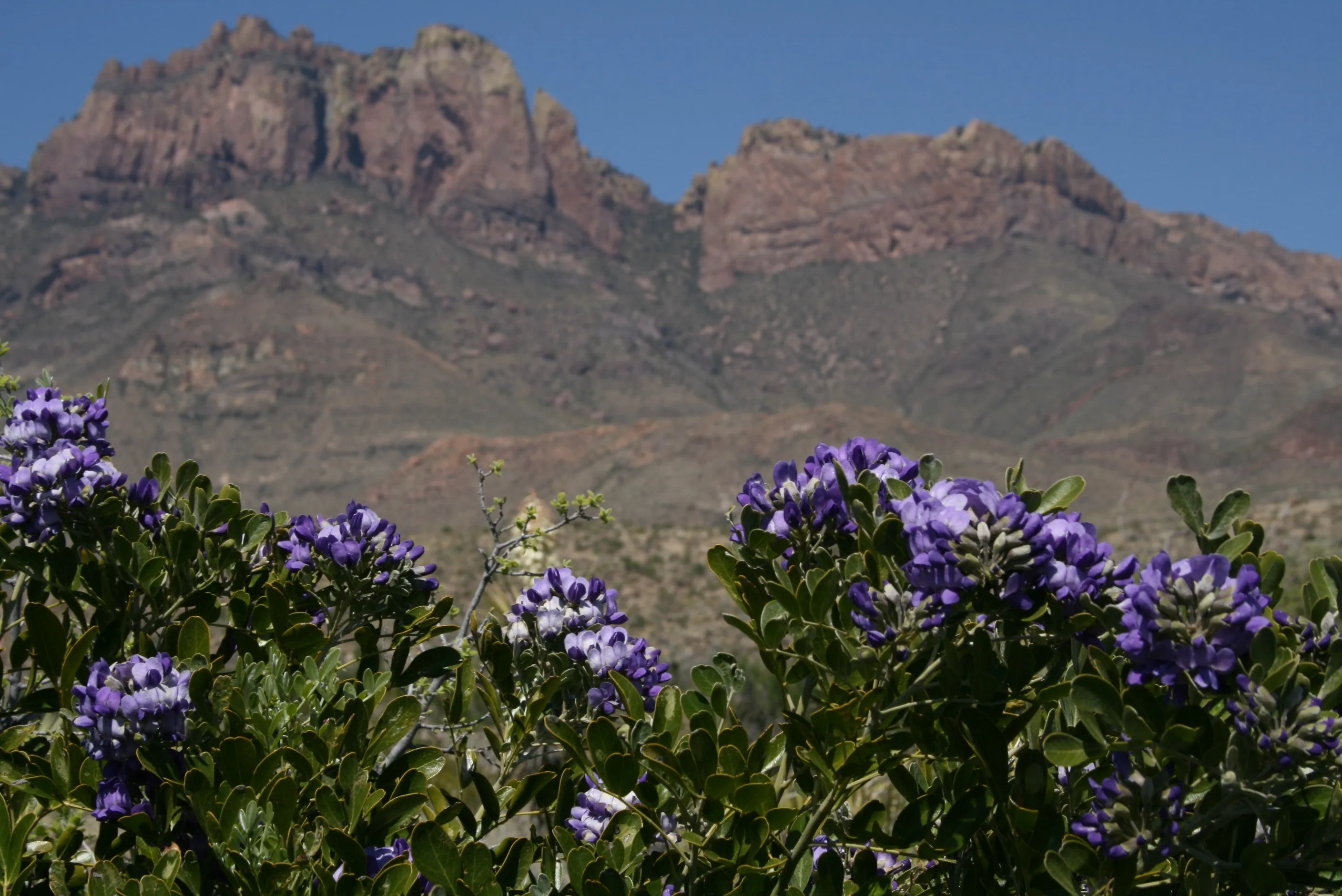 Texas Mountain Laurel Sophora secundiflora 10 Seeds  USA Company